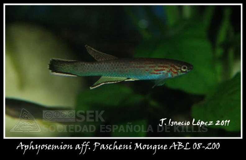 Aphyosemion_aff._Pascheni_Mougue_ABL_08-200_-_Jose_Ignacio_Lopez__.jpg