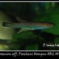 <i>Aphyosemion aff. Pascheni Mougue</i> ABL 08-200 - José Ignacio López  