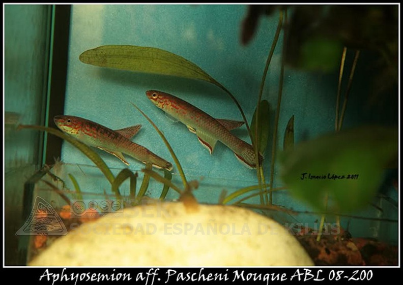 Aphyosemion_aff._Pascheni_Mougue_ABL_08-200_-_Jose_Ignacio_Lopez___.jpg