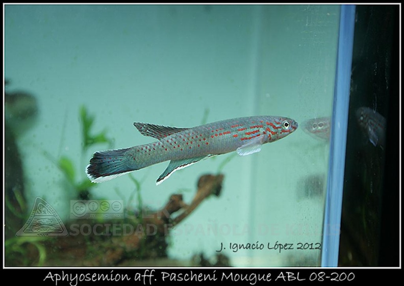 Aphyosemion_aff._Pascheni_Mougue_ABL_08-200_-_Jose_Ignacio_Lopez______.jpg