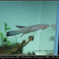 <i>Aphyosemion aff. Pascheni Mougue</i> ABL 08-200 - José Ignacio López      