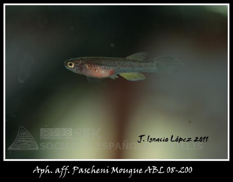 Aphyosemion_aff._Pascheni_Mougue_ABL_08-200_-_Jose_Ignacio_Lopez_______.jpg
