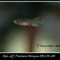 <i>Aphyosemion aff. Pascheni Mougue</i> ABL 08-200 - José Ignacio López       