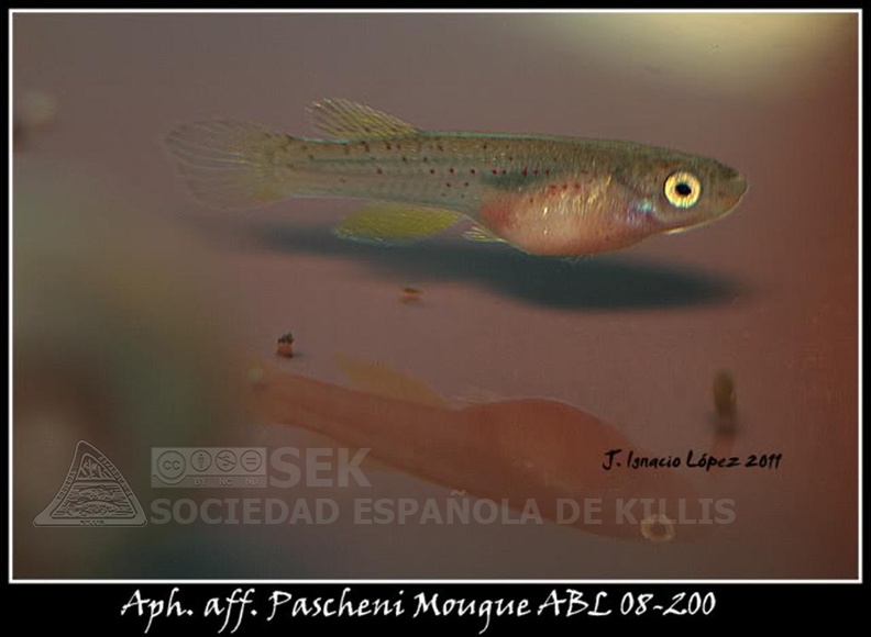 Aphyosemion_aff._Pascheni_Mougue_ABL_08-200_-_Jose_Ignacio_Lopez________.jpg
