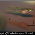 <i>Aphyosemion aff. Pascheni Mougue</i> ABL 08-200 - José Ignacio López        