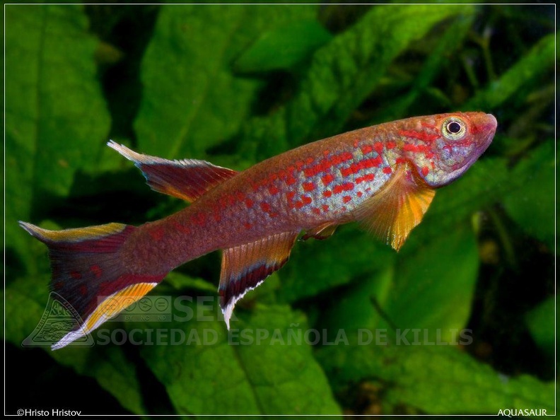 Aphyosemion_australe_Cap_Esterias-_BSWG_97-24_-_Hristo_Hristov.jpg