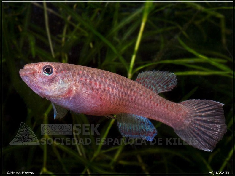 Aphyosemion_australe_Cap_Esterias-_BSWG_97-24_-_Hristo_Hristov_.jpg