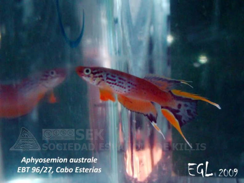 Aphyosemion_australe_EBT_96-27_Cap_Esterias_-_Eduardo_Garcia_Lastra.jpg