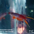 <i>Aphyosemion australe</i> EBT 96-27 Cap Esterias - Eduardo García Lastra