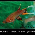 <i>Aphyosemion australe chocolate</i> BSW G9724 Port Gentil - José Ignacio López 