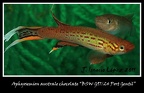 Aphyosemion australe chocolate BSW G9724 Port Gentil - José Ignacio López   