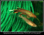Aphyosemion australe chocolate BSW G9724 Port Gentil - José Ignacio López    
