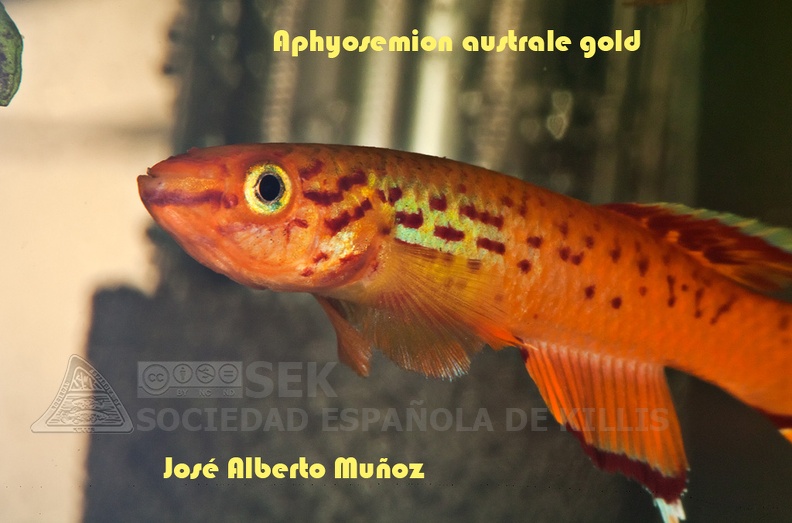 Aphyosemion australe gold - José Alberto Muñoz