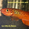 <i>Aphyosemion australe</i> gold - José Alberto Muñoz