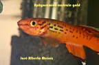 Aphyosemion australe gold - José Alberto Muñoz