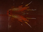 Aphyosemion australe gold - Laia Peruga Abad