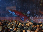 Scriptaphyosemion cauveti - Laia Peruga Abad