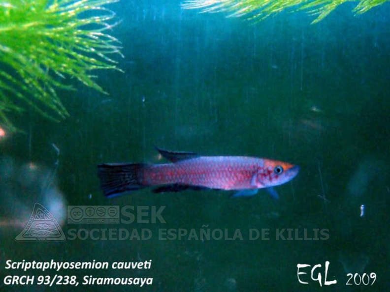 Grupo II Sociedad Española de Killis (SEK) Galería de imágenes