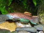 Scriptaphyosemion cauveti GRCH 93/238 Siramousaya - Manuel Jurado