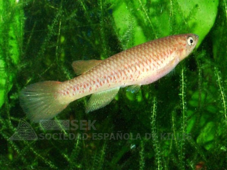 Grupo II Sociedad Española de Killis (SEK) Galería de imágenes