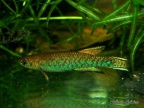 Scriptaphyosemion guignardi Mamou - Roberto Arbolea Aragoncillo