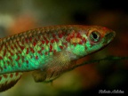 Scriptaphyosemion guignardi Sougueta - Roberto Arbolea Aragoncillo 