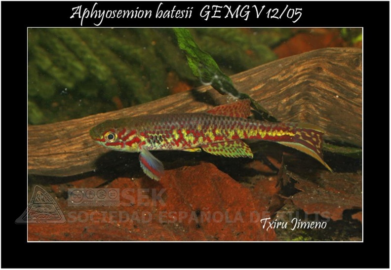 Aphyosemion_Batesii_GEMGV_12_05_-_Iban_Jimeno.jpg