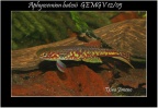 Aphyosemion batesii GEMGV 12/5 - Iban Jimeno