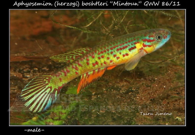 Aphyosemion (herzogi) bochtleri "Mintoun" GWW 86/11 - Iban Jimeno