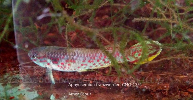 Aphyosemion_Franzwerneri_CMG_13_4_-_Amer_Faour.jpg