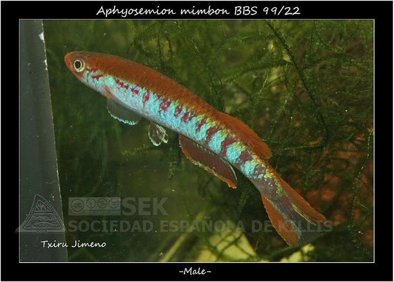 Aphyosemion mimbon BBS 99/22 - Iban Jimeno 