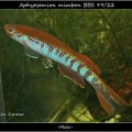 <i>Aphyosemion mimbon</i> BBS 99/22 - Iban Jimeno 