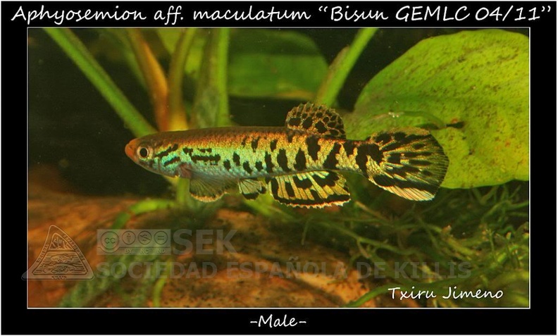 Aphyosemion_aff_maculatum_Bisun_GEMLC_04_11_-_Iban_Jimeno.jpg