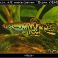 Aphyosemion_aff_maculatum_Bisun_GEMLC_04_11_-_Iban_Jimeno.jpg