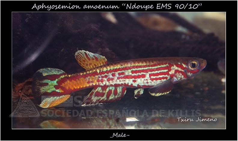 Aphyosemion amoenum Ndoupe EMS 90 10 - Iban Jimeno