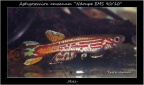 Aphyosemion amoenum Ndoupe EMS 90 10 - Iban Jimeno