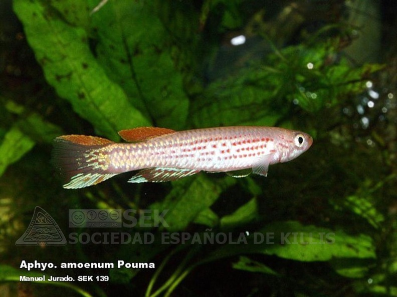 Aphyosemion_amoenum_Pouma_-_Manuel_Jurado.jpg