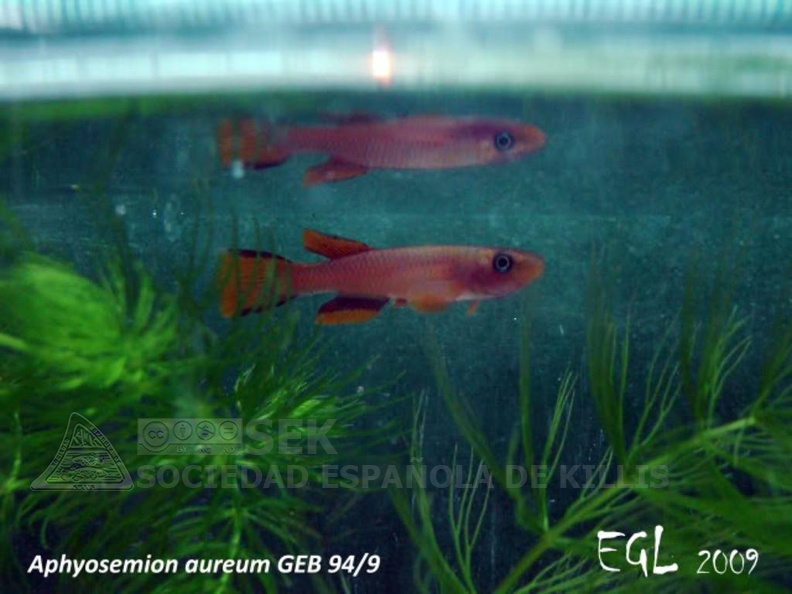 Aphyosemion_aureum_GEB-_94-9_-_Eduardo_Garcia_Lastra.jpg