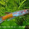 <i>Aphyosemion halleri</i> CSK 95-21 Amban - Guillaume Dethu