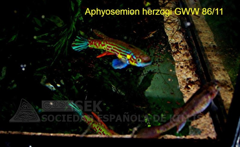 Aphyosemion herzogi GWW 86/11 - Pedro Cubillo