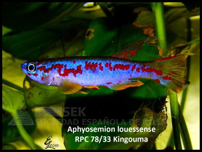 Aphyosemion louessense RPC 78/33 Kingouma - Eduardo García Lastra 