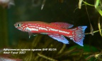 Aphyosemion ogoense ogoense GHP 80/24 61km Franceville to Boumango - Amer Faour