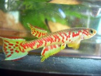 Aphyosemion plagitaeniatum "Epoma" - Juan Pablo Campo Fort
