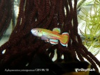 Aphyosemion primigenium GBN 88/10 - Santiago Ibáñez Merlos