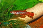 Aphyosemion rectogoense PEG 95 16 Gabon - Joaquin Hernandez