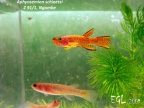 Aphyosemion schioetzi Z 91/1 Ngombe - Eduardo García Lastra  
