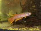 Aphyosemion schioetzi Z 91/1 Ngombe - Pedro Cubillo