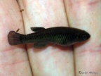 Aphyosemion sp. PEG - Roberto Arbolea Aragoncillo