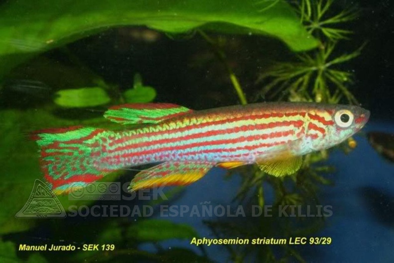 Aphyosemion_striatum_LEC_93-29_-_Manuel_Jurado.jpg