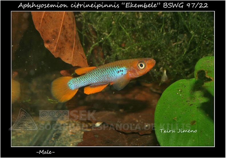 Aphysemion Citrineipinnis Ekembele BSWG 97 22 - Iban Jimeno